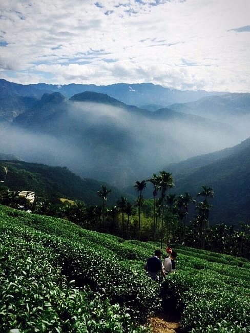 古坑豐勝家園 華山風景要早晚都有不同感動