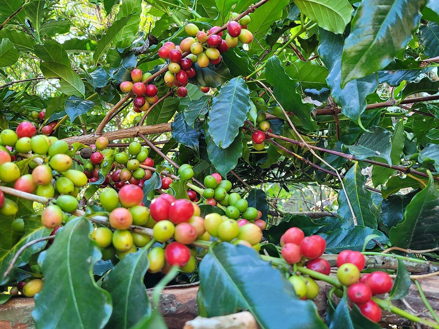 古坑豐勝家園民宿 豐勝家園・古坑咖啡時光